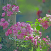 薔薇の苑　IGP7084zz