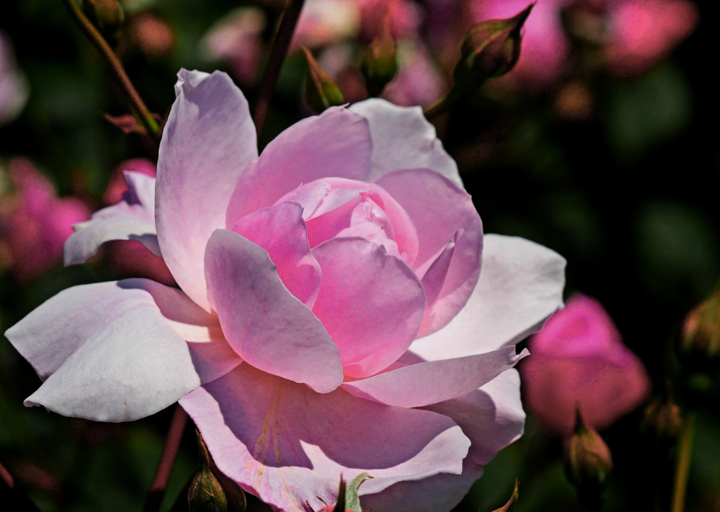 Pink rose　P1230215zz