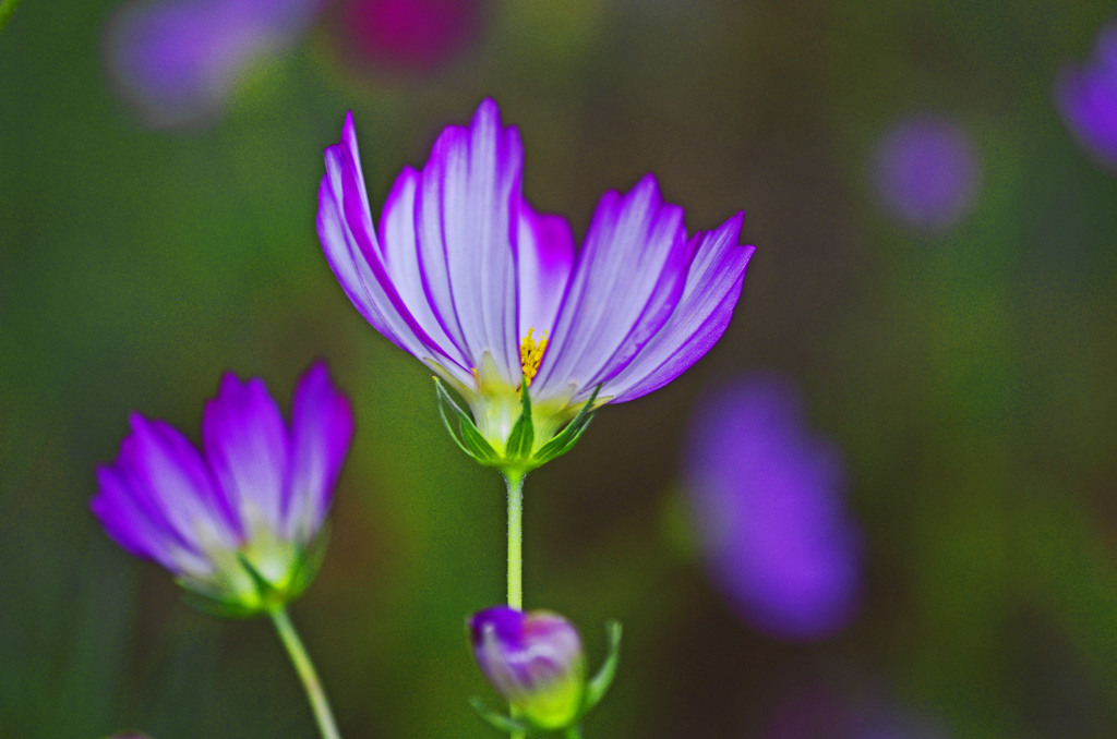 爪紅咲きの秋桜　_IGP7472ZZ