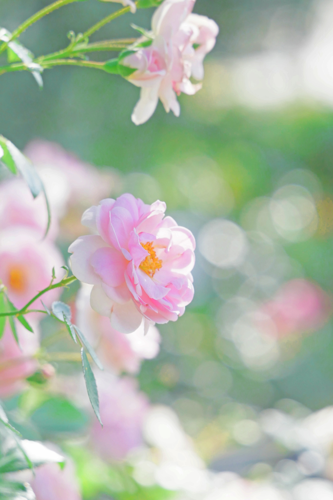 泡沫(うたかた)の夢　P1210106zz