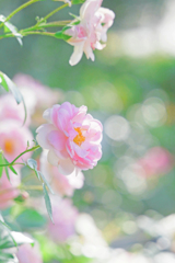 泡沫(うたかた)の夢　P1210106zz