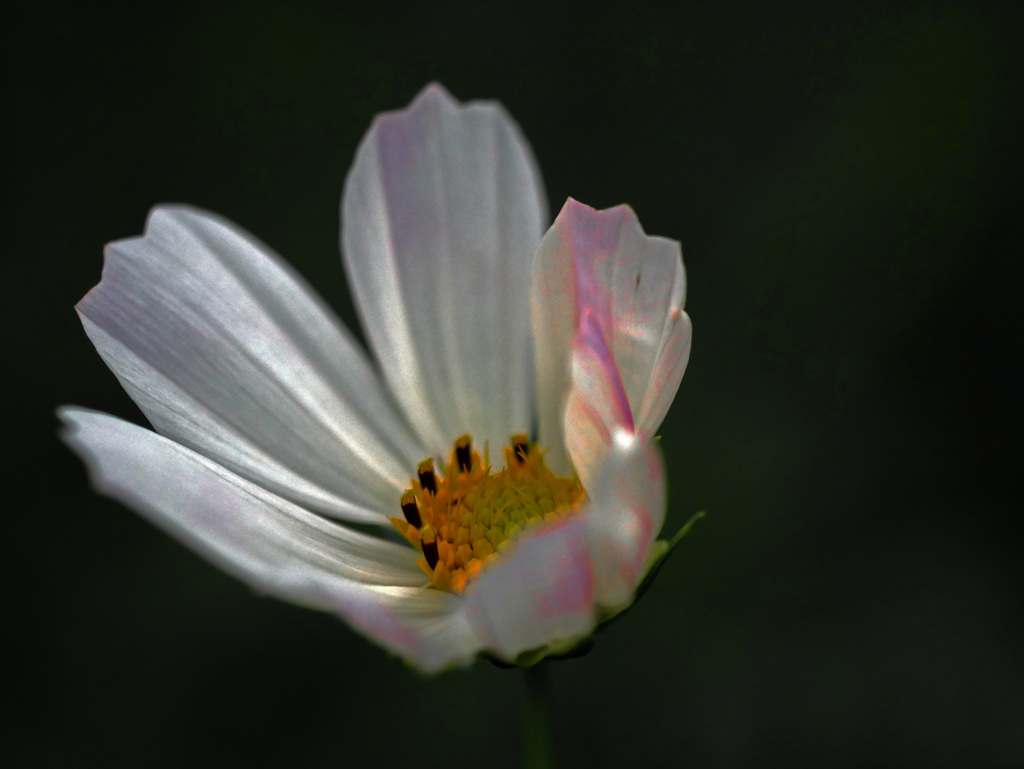 紅さす秋桜　P1460521zz