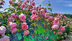 Pink flower garden　KIMG0219zz