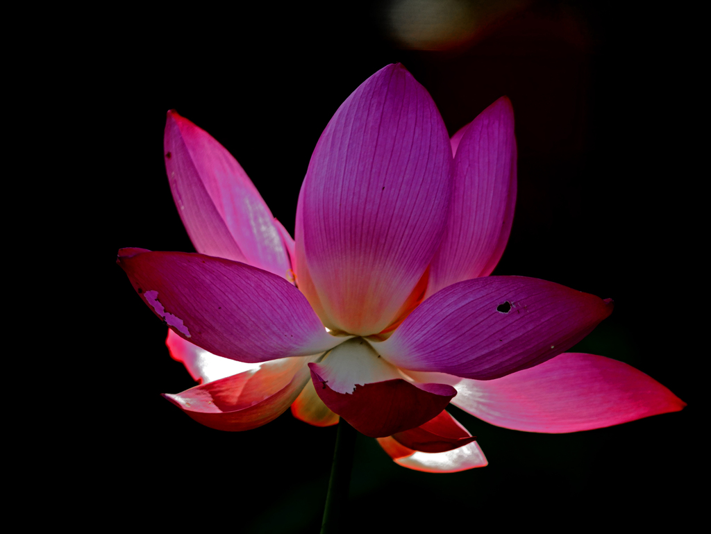 傷だらけの華　P1350304zz