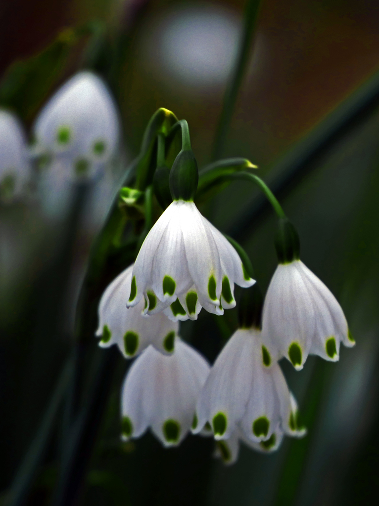 鈴蘭水仙　P1120243zz