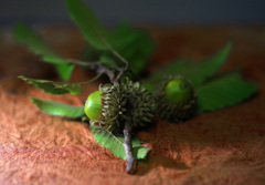 ドングリ　IMGP8112zz