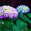 紫陽花の花　P1390538zz