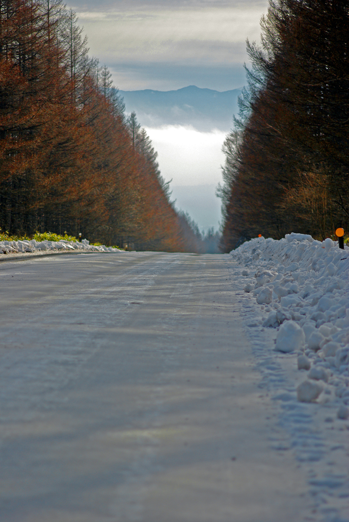唐松林が続く雪道　IMGP4878zz