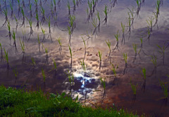 梅雨晴れの朝　P1280206zz