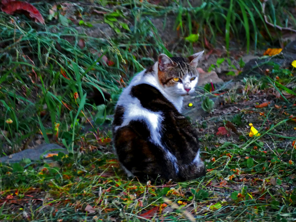 見返り猫　P1370123zz