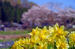 思い出の春景〈水仙と桜〉　IMGP2452z