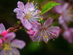 雨に咲く花　P1250748zz