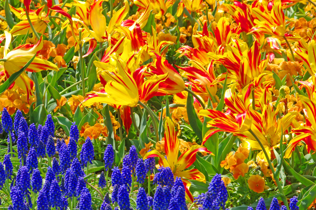 ムスカリ ＆ チューリップ　IMGP6225zz