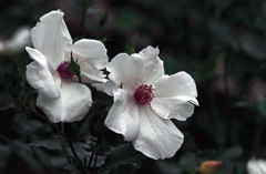 真白き薔薇　IMGP3721zz