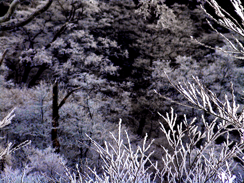 樹氷の森　DSC01555zz