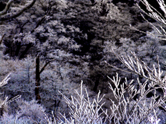 樹氷の森　DSC01555zz