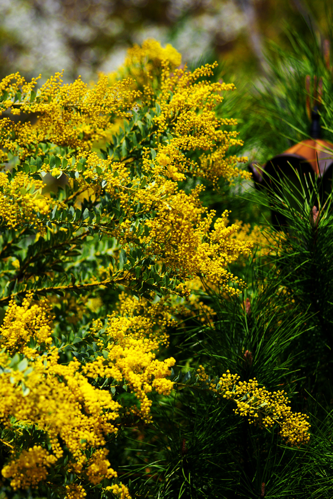 secret love（秘密の恋）　IMGP0834z