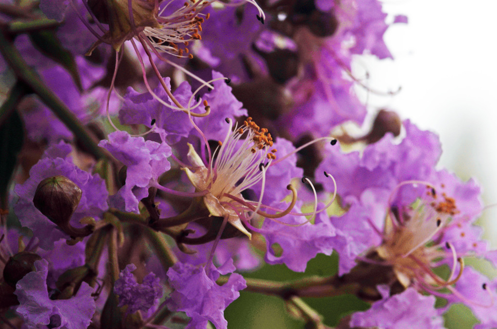 ピンクのサルスベリ　_IMG7349zz