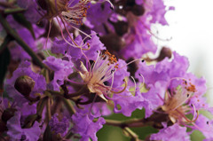 ピンクのサルスベリ　_IMG7349zz