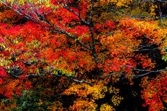 紅葉の錦　IMGP3559zz