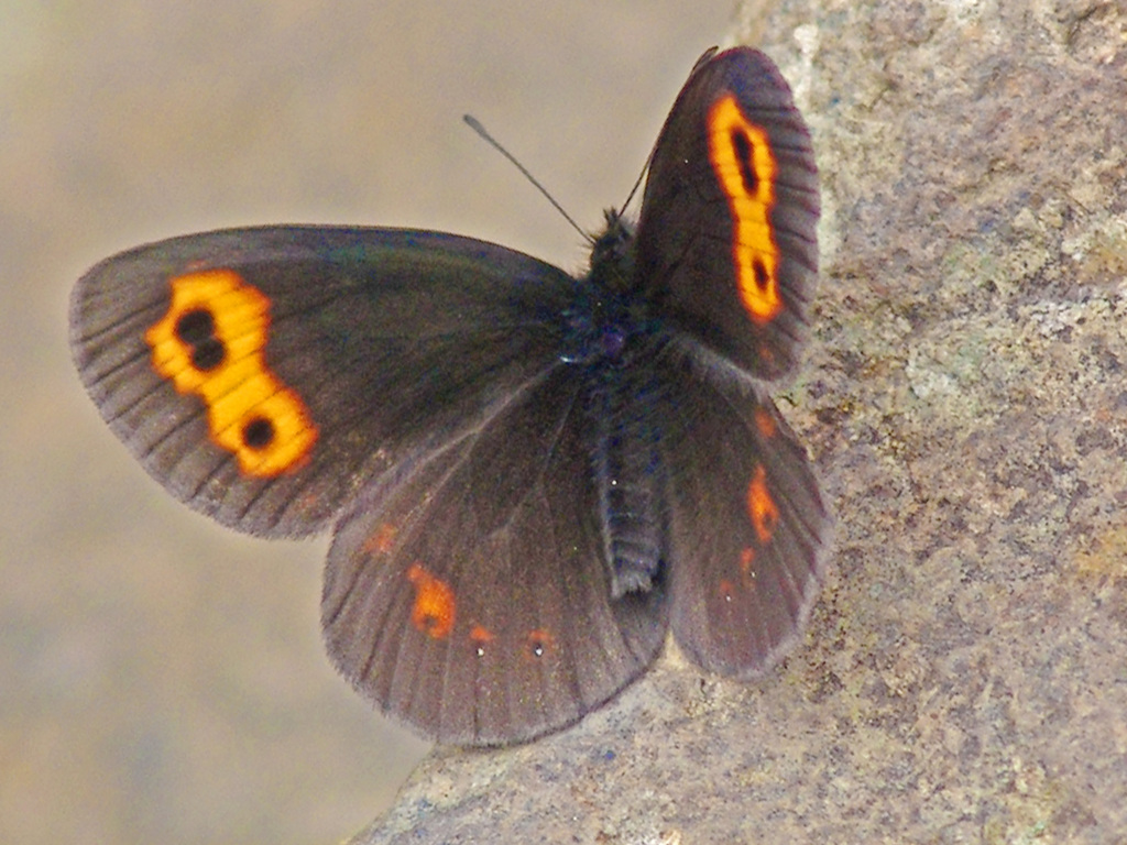 準絶滅危惧種 ベニヒカゲ　DSC04542zz