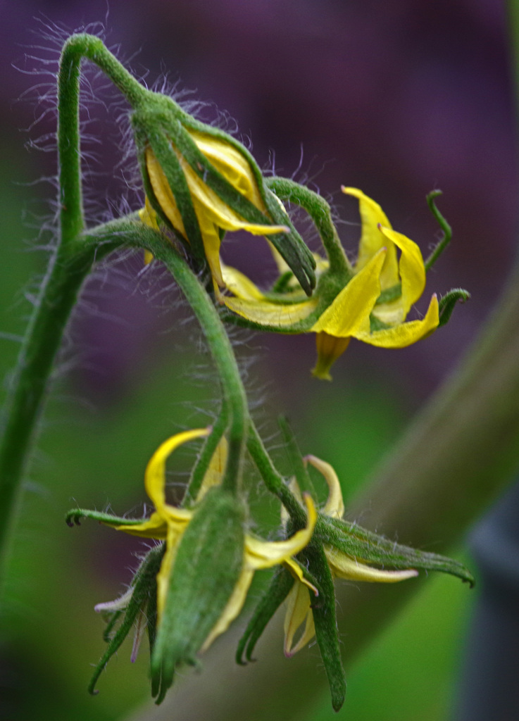 トマトの花　IMGP7767zz