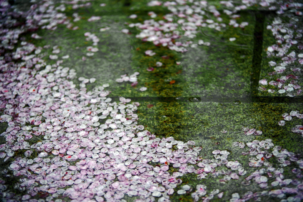 「桜流し」　IMGP1918zz