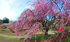 番所の桜　IMGP0867zz