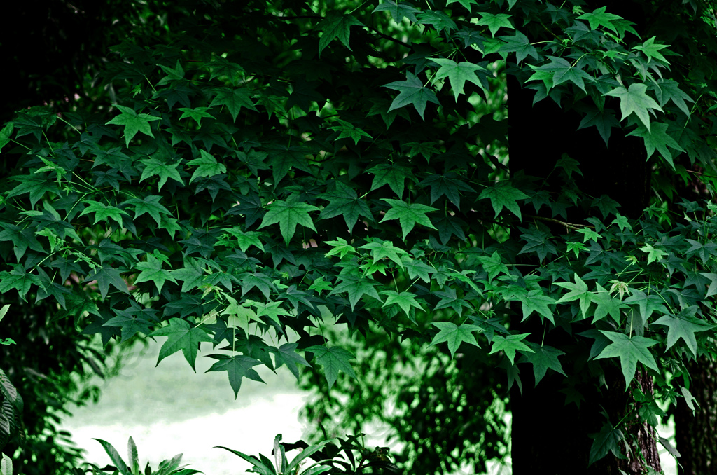 イタヤカエデ　IMG1231zz