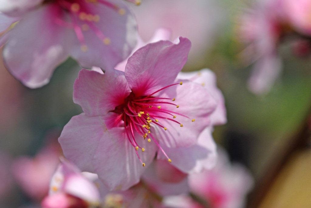 アーモンドの笑顔　IMGP0181zz