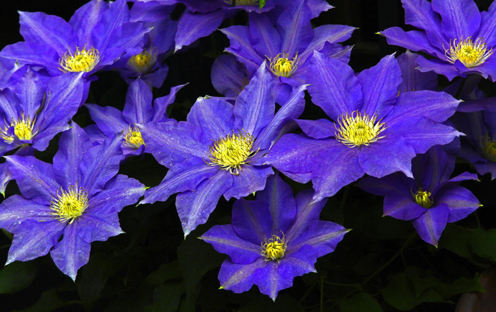 鉄線の花　IGP4710zz