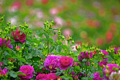 薔薇の園　_IGP6398zz