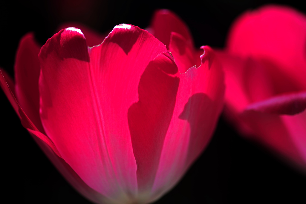 チューリップの雪洞　IMGP5264zz