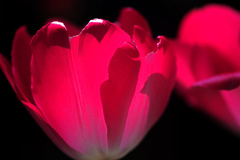 チューリップの雪洞　IMGP5264zz