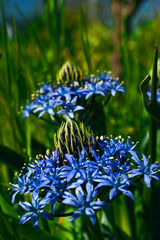 シラー ペルビアナ　IMGP5651zz