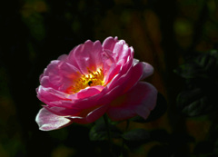 名も知らぬバラの花　P1490018zz