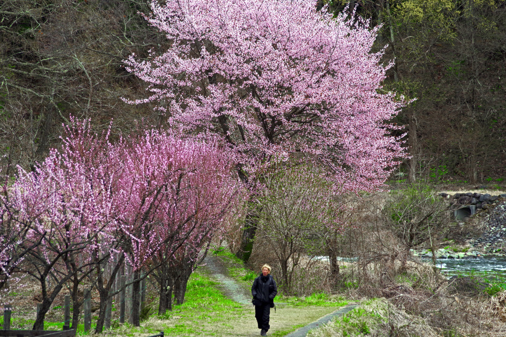 桜道　IMGP2948zz