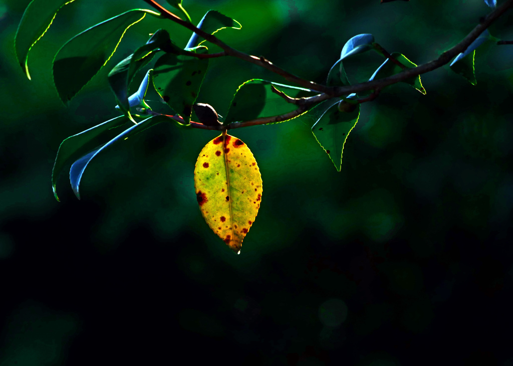 病葉（わくらば）　P1710748zz