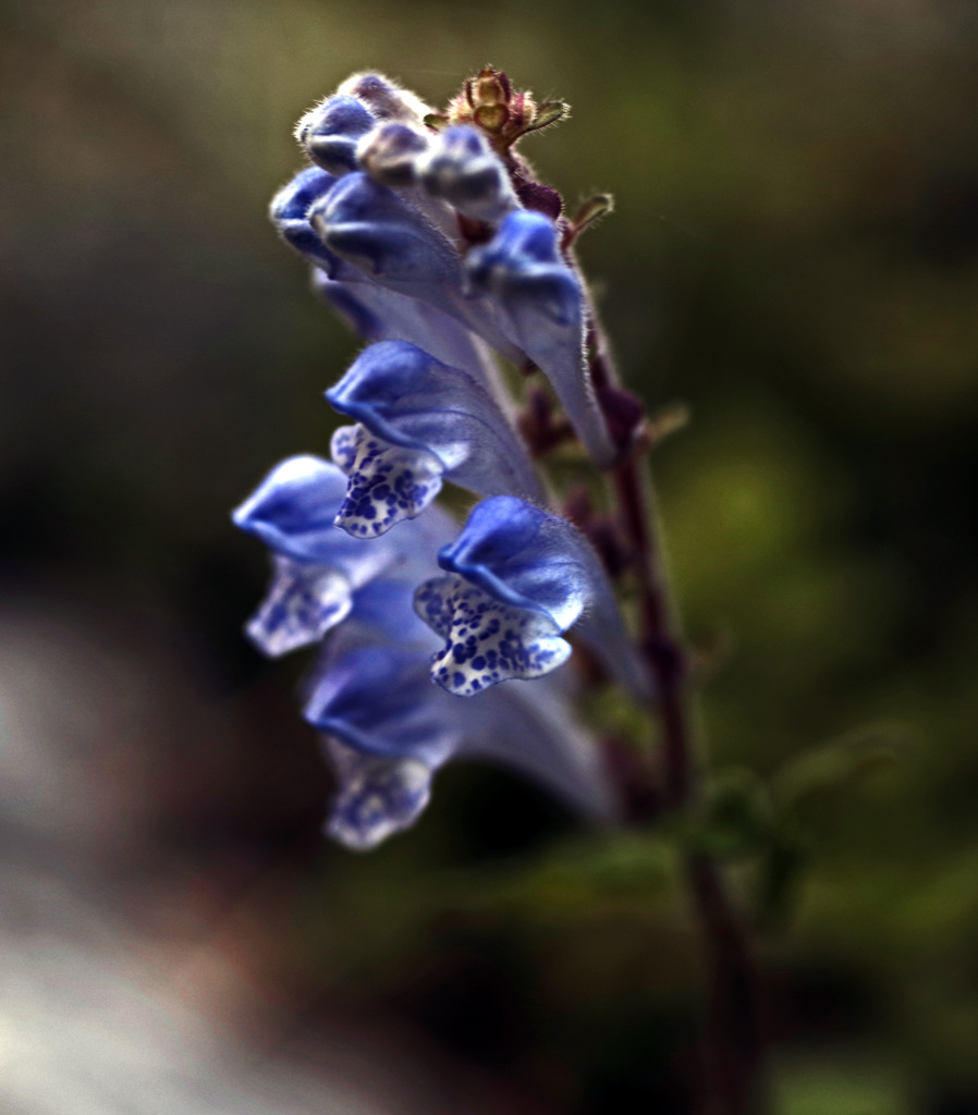 タツナミソウ　IMGP5627zz