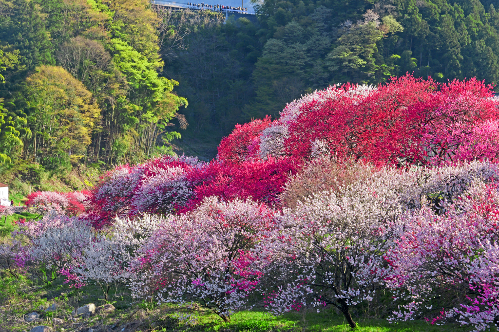 月川温泉花桃の里　P1075238zz