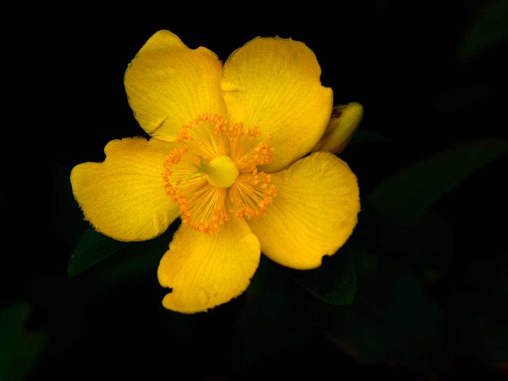 黄色い花　P1160507zz