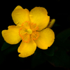 黄色い花　P1160507zz