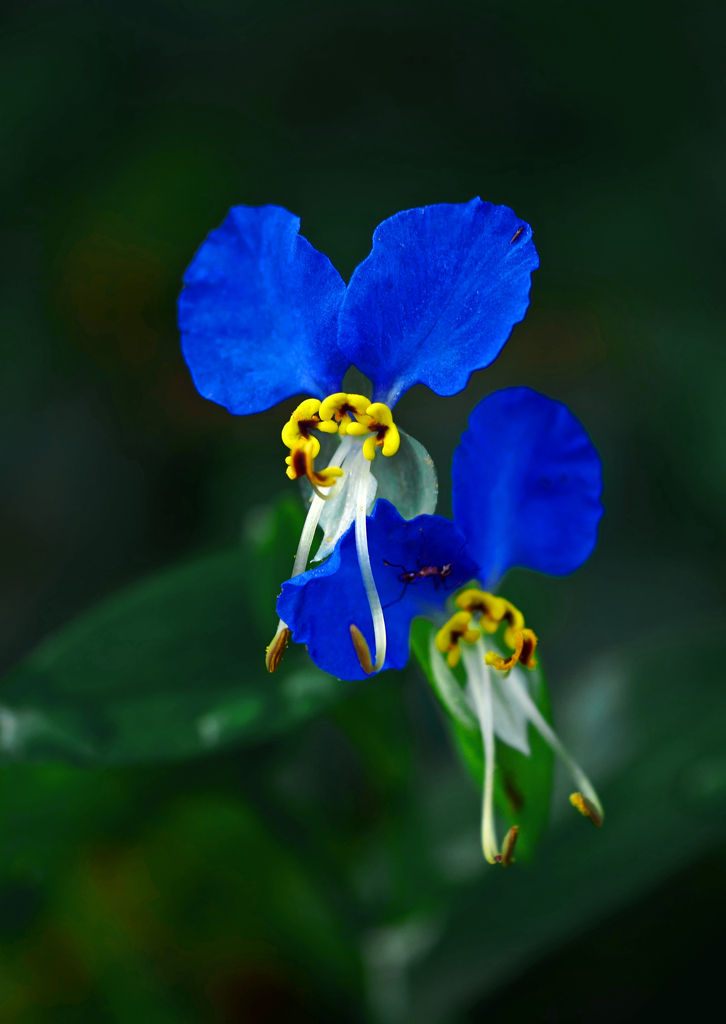 アリとツユクサ　P1710123zz