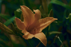 カンゾウの花咲いた　IMG8235zz