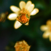 極限の焦点深度〈花芯〉　IMGP0701zz