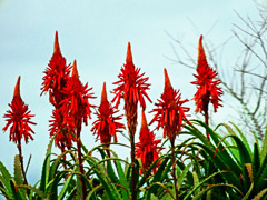 アロエの花　P1500988zz