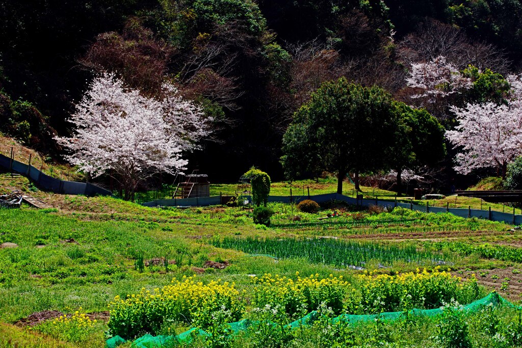 春の里山　IMGP4173zz