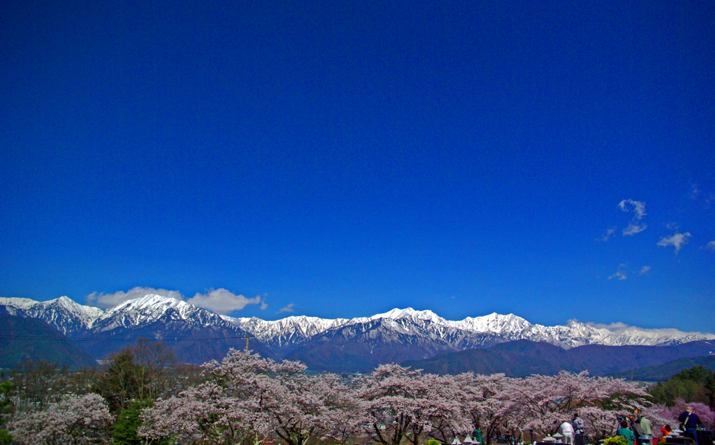 お花見日和　IMGP1507zz