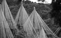 冬の風物詩　IGP3959zz