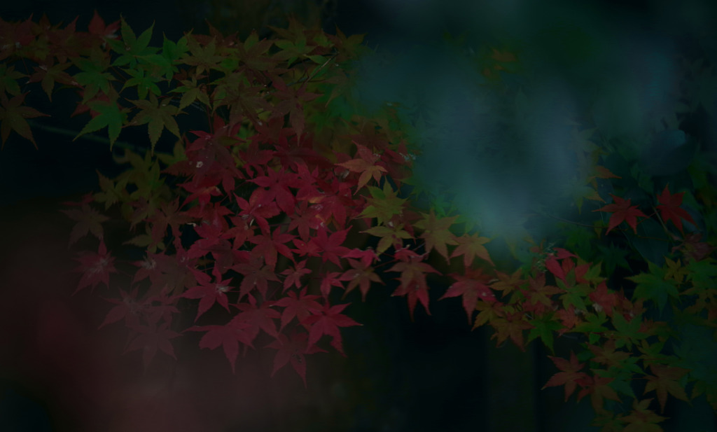 控えめな秋模様　IMGP9908zz